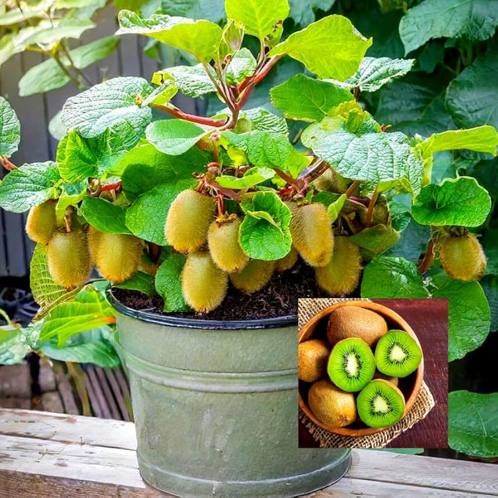 Pack of 2 Sweet Lapin Cherry Hybrid Air Layering Grafted Fruit Plant + Kiwi Fruit Hybrid Air Layering Grafted Plant