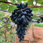Thai Varities Black Finger Grapes Hybrid Fruit Plant (pack Of - 1)