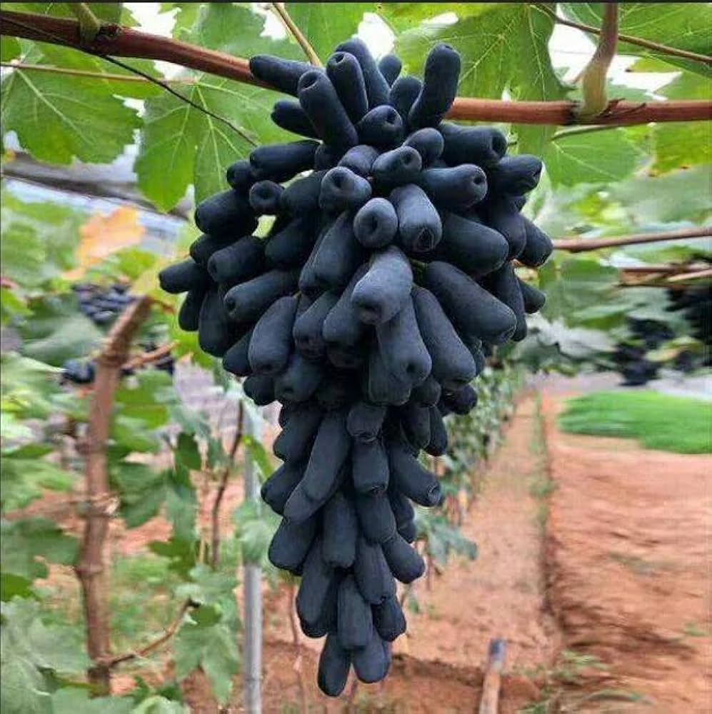 Thai Varities Black Finger Grapes Hybrid Fruit Plant (pack Of - 1)