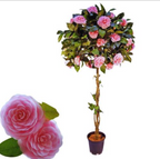 Camellia Pink Color Hybrid Flower Plant