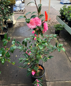 Camellia Pink Color Hybrid Flower Plant