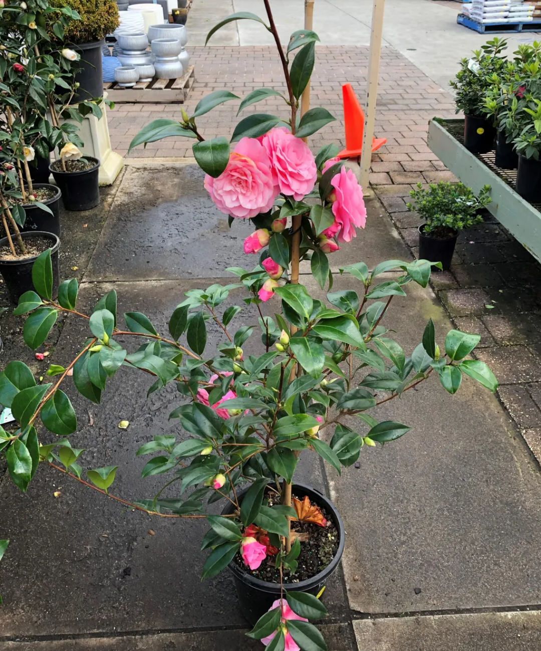 Camellia Pink Color Hybrid Flower Plant