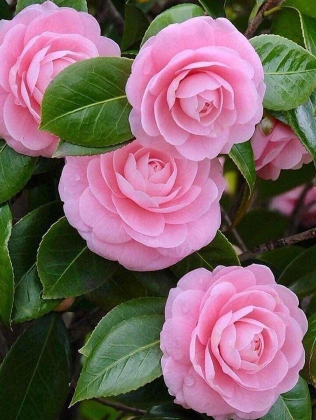Camellia Pink Color Hybrid Flower Plant