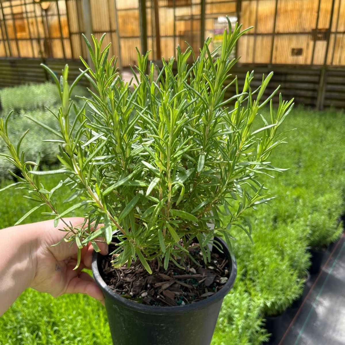 Rosemary Herb Plant Indoor & Outdoor Live Plant (pack Of - 1)