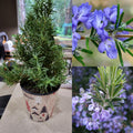 Rosemary Herb Plant Indoor & Outdoor Live Plant (pack Of - 1)