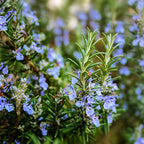 Rosemary Herb Plant Indoor & Outdoor Live Plant (pack Of - 1)