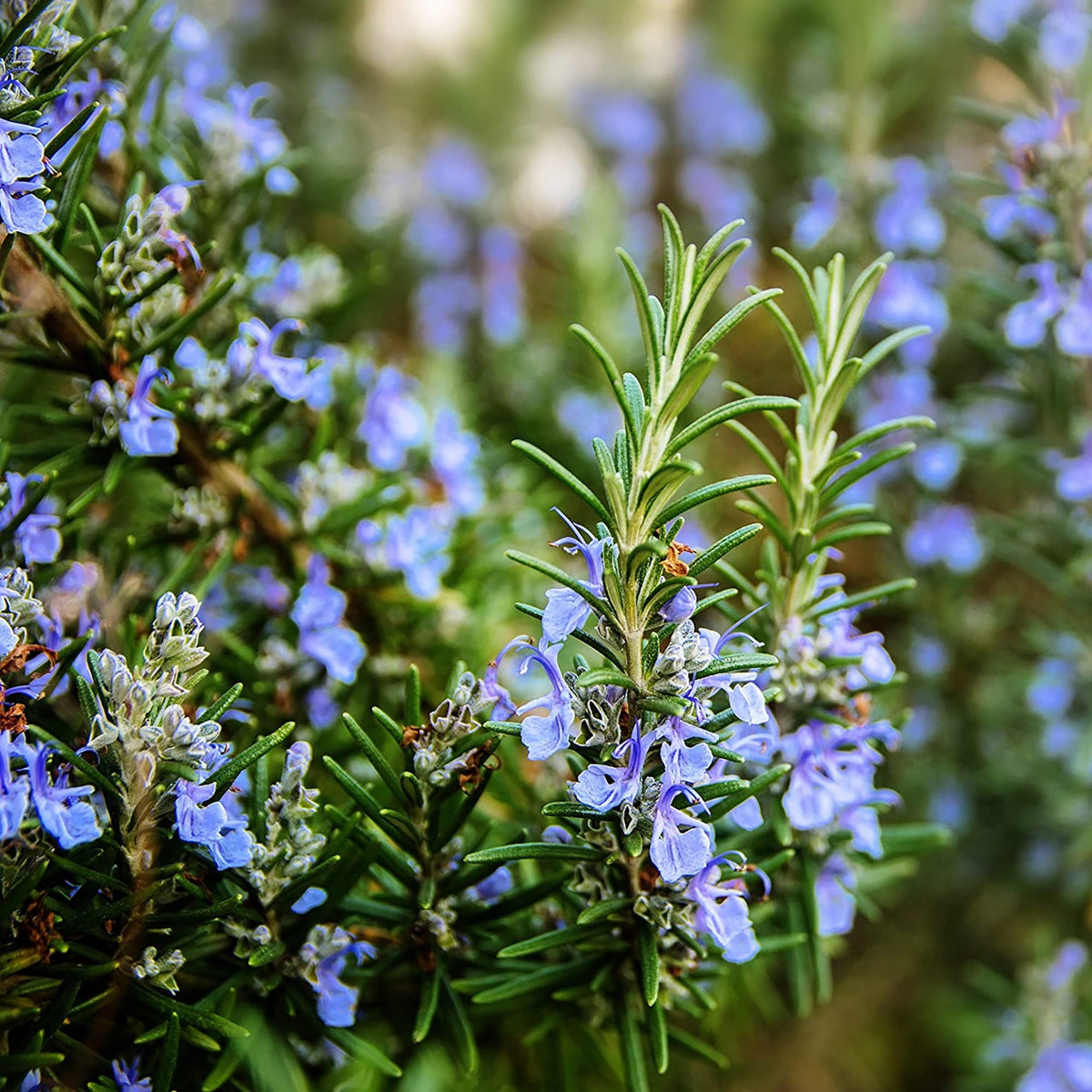 Rosemary Herb Plant Indoor & Outdoor Live Plant (pack Of - 1)