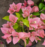 China Kayata Bougainvillea Flower Plant