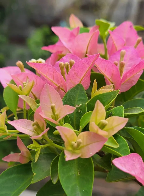 China Kayata Bougainvillea Flower Plant