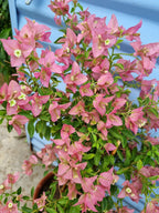 China Kayata Bougainvillea Flower Plant