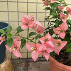 China Kayata Bougainvillea Flower Plant
