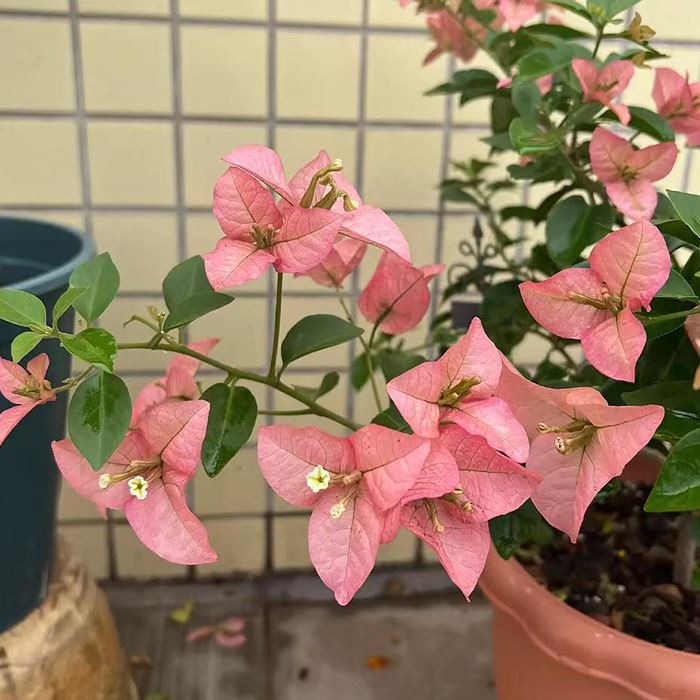 China Kayata Bougainvillea Flower Plant