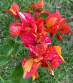 Golden Sunshine Bougainvillea Flower Plant