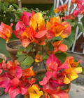 Golden Sunshine Bougainvillea Flower Plant