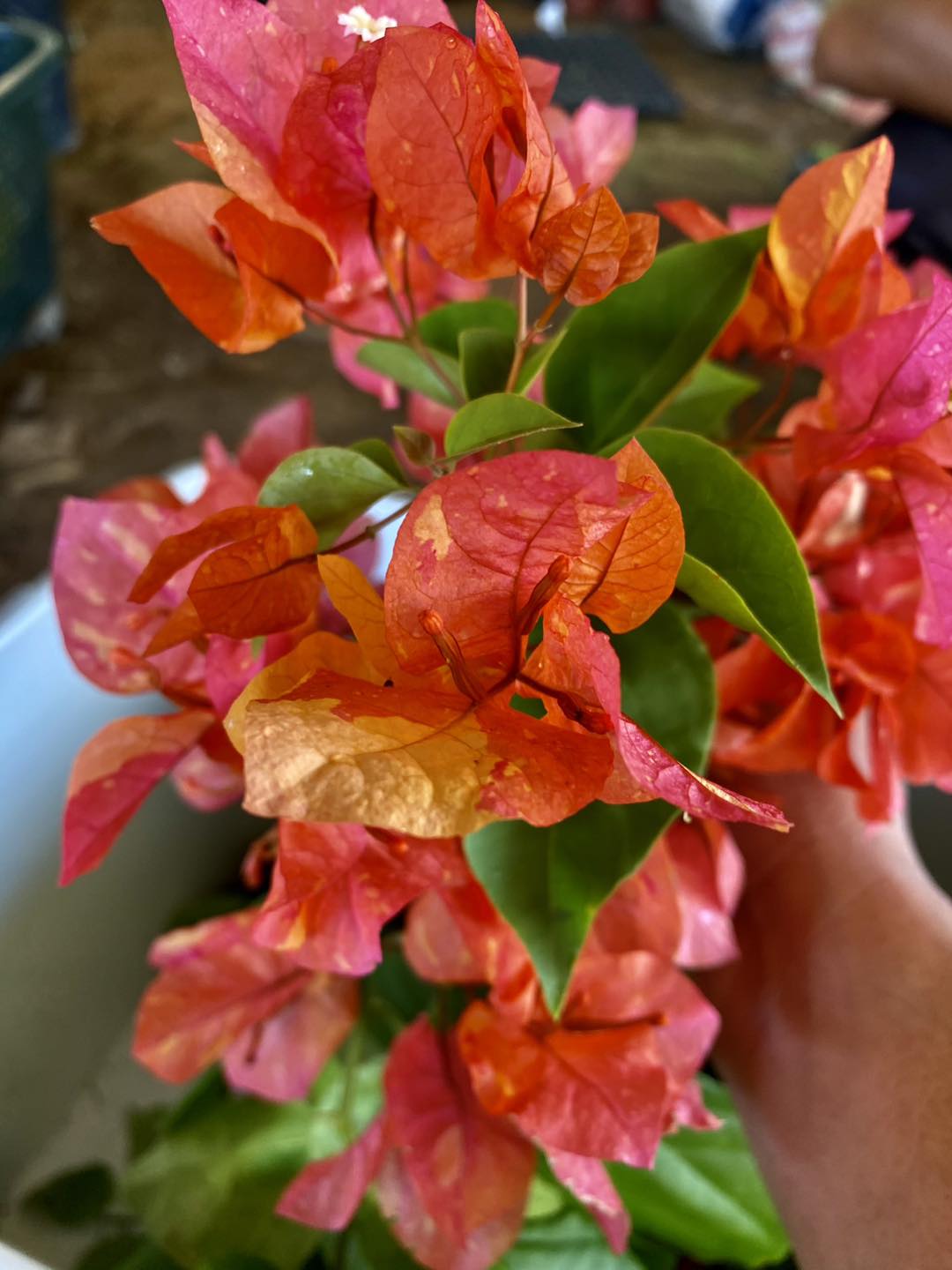 Golden Sunshine Bougainvillea Flower Plant