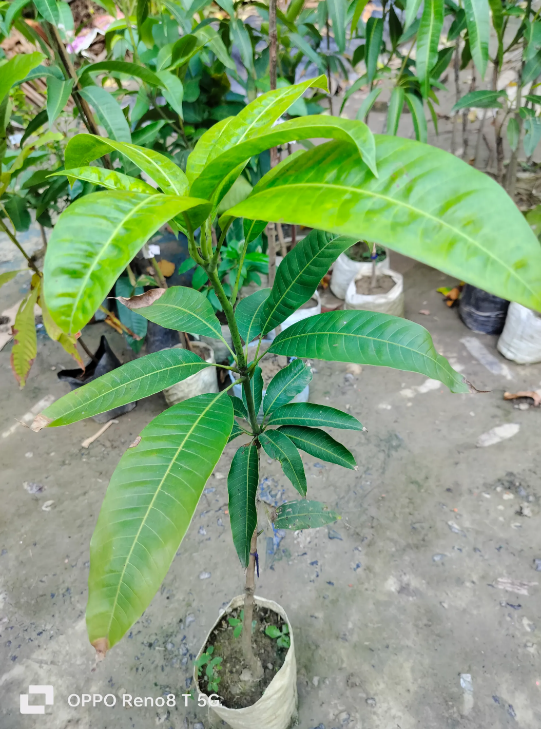 Sindhu Mango Grafted Hybrid Fruit Plant