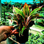 Aglaonema Lipstick Plant Natural Live Healthy Indoor Plant ( Pack Of 1)