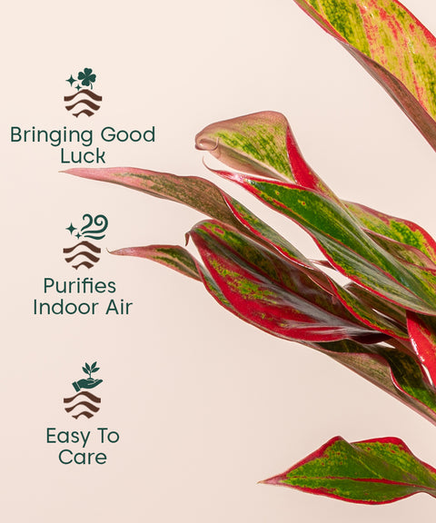 Aglaonema Lipstick Plant Natural Live Healthy Indoor Plant ( Pack Of 1)
