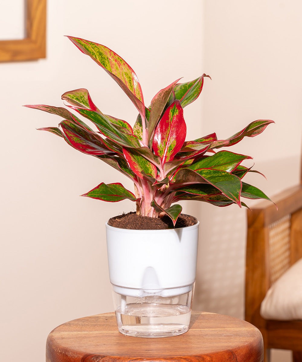 Aglaonema Lipstick Plant Natural Live Healthy Indoor Plant ( Pack Of 1)