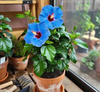 Blue Hibiscus /Gudhal Flowers Live Plant Perfect For Your Balcony And Home Garden 1 Healthy Live Flowers Plant