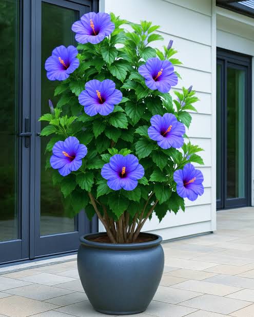 Blue Hibiscus /Gudhal Flowers Live Plant Perfect For Your Balcony And Home Garden 1 Healthy Live Flowers Plant