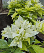 Miss Alica Bougainvillea Flower Live Plant