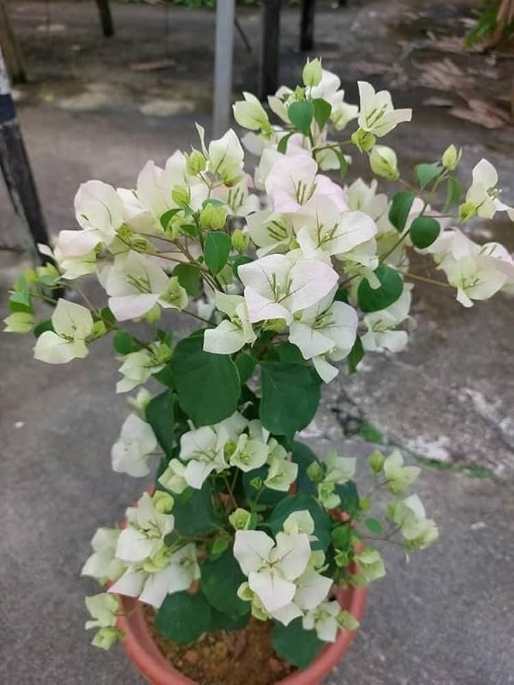 Miss Alica Bougainvillea Flower Live Plant