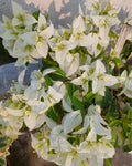 Miss Alica Bougainvillea Flower Live Plant