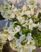 Miss Alica Bougainvillea Flower Live Plant