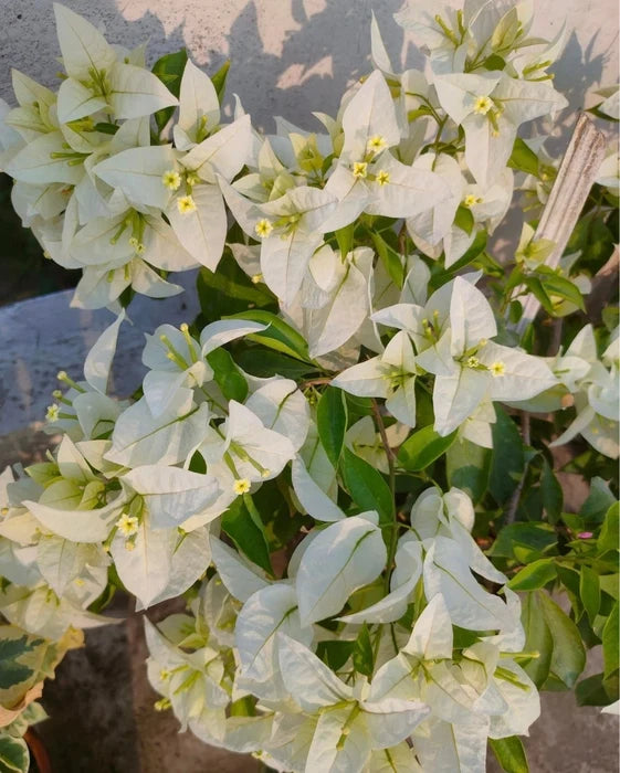 Miss Alica Bougainvillea Flower Live Plant