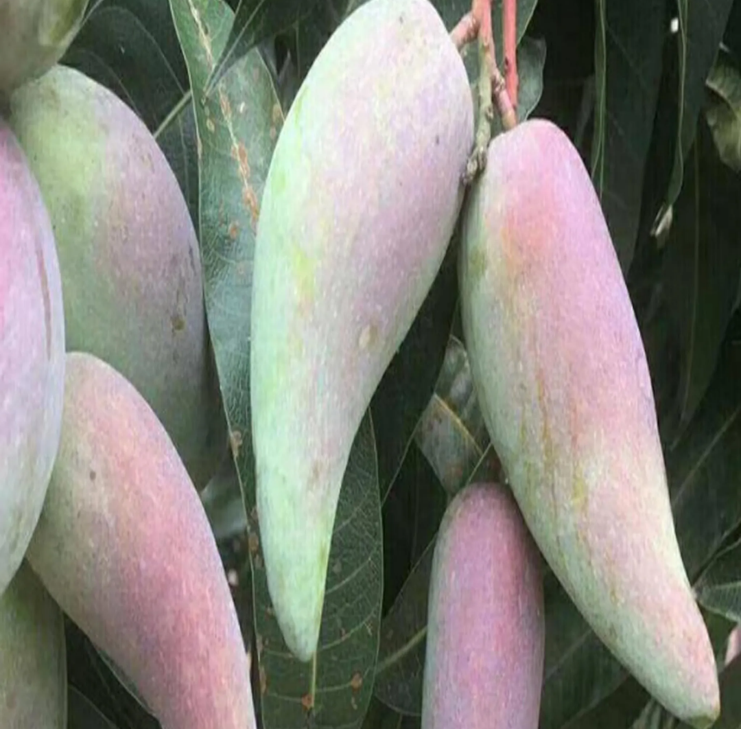 Chinese Chilly/lajiao Mango Hybrid Grafted Plant