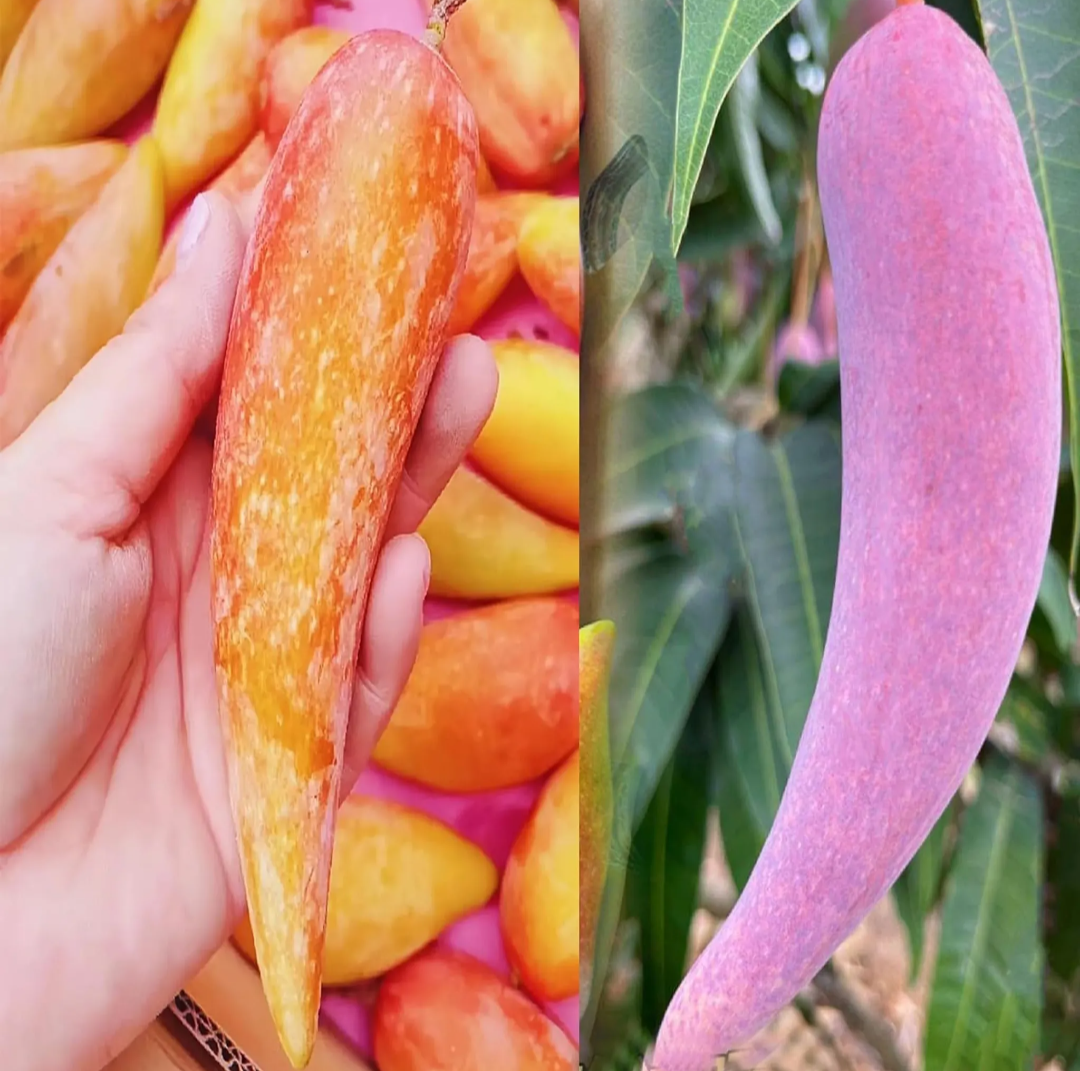 Chinese Chilly/lajiao Mango Hybrid Grafted Plant