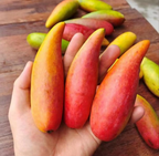 Chinese Chilly/lajiao Mango Hybrid Grafted Plant
