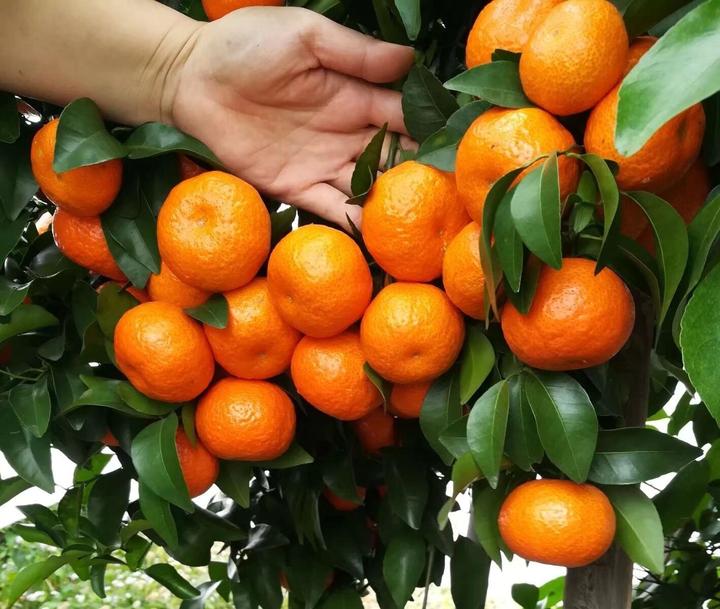 Vietnam Sweet Orange/santra Grafted Fruit Plant (pack Of - 1)