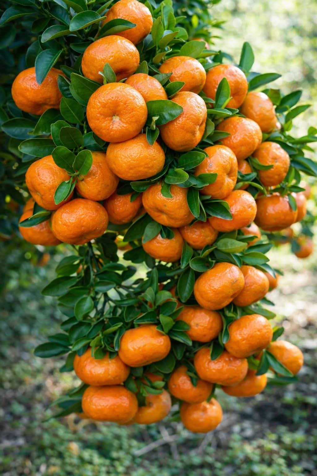 Vietnam Sweet Orange/santra Grafted Fruit Plant (pack Of - 1)