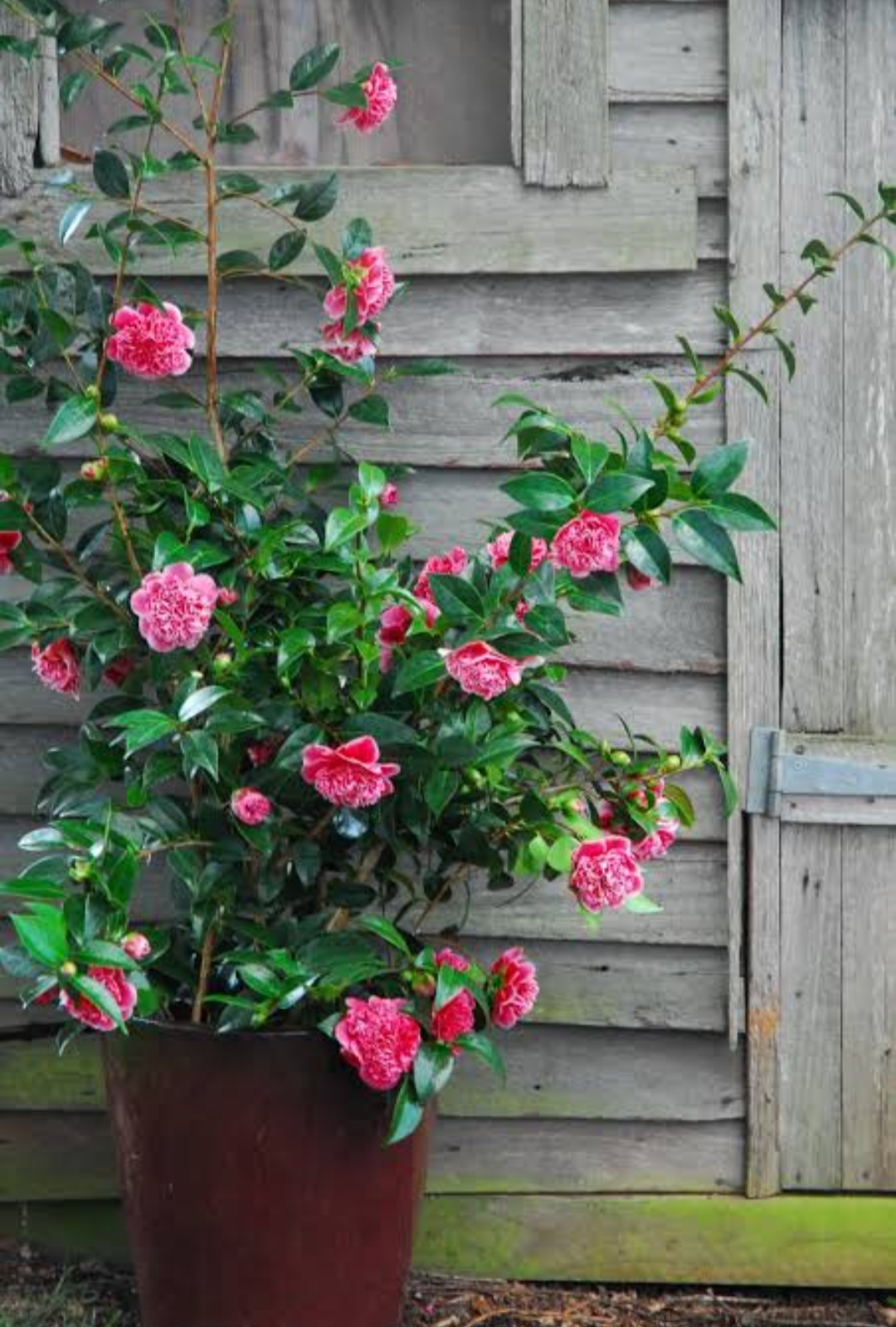 Camellia Duble Petal Pink Colour Flowers Live Plant Perfect For Your Balcony And Home Garden 1 Healthy Live Flowers Plant