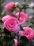 Camellia Duble Petal Pink Colour Flowers Live Plant Perfect For Your Balcony And Home Garden 1 Healthy Live Flowers Plant