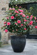 Camellia Duble Petal Pink Colour Flowers Live Plant Perfect For Your Balcony And Home Garden 1 Healthy Live Flowers Plant