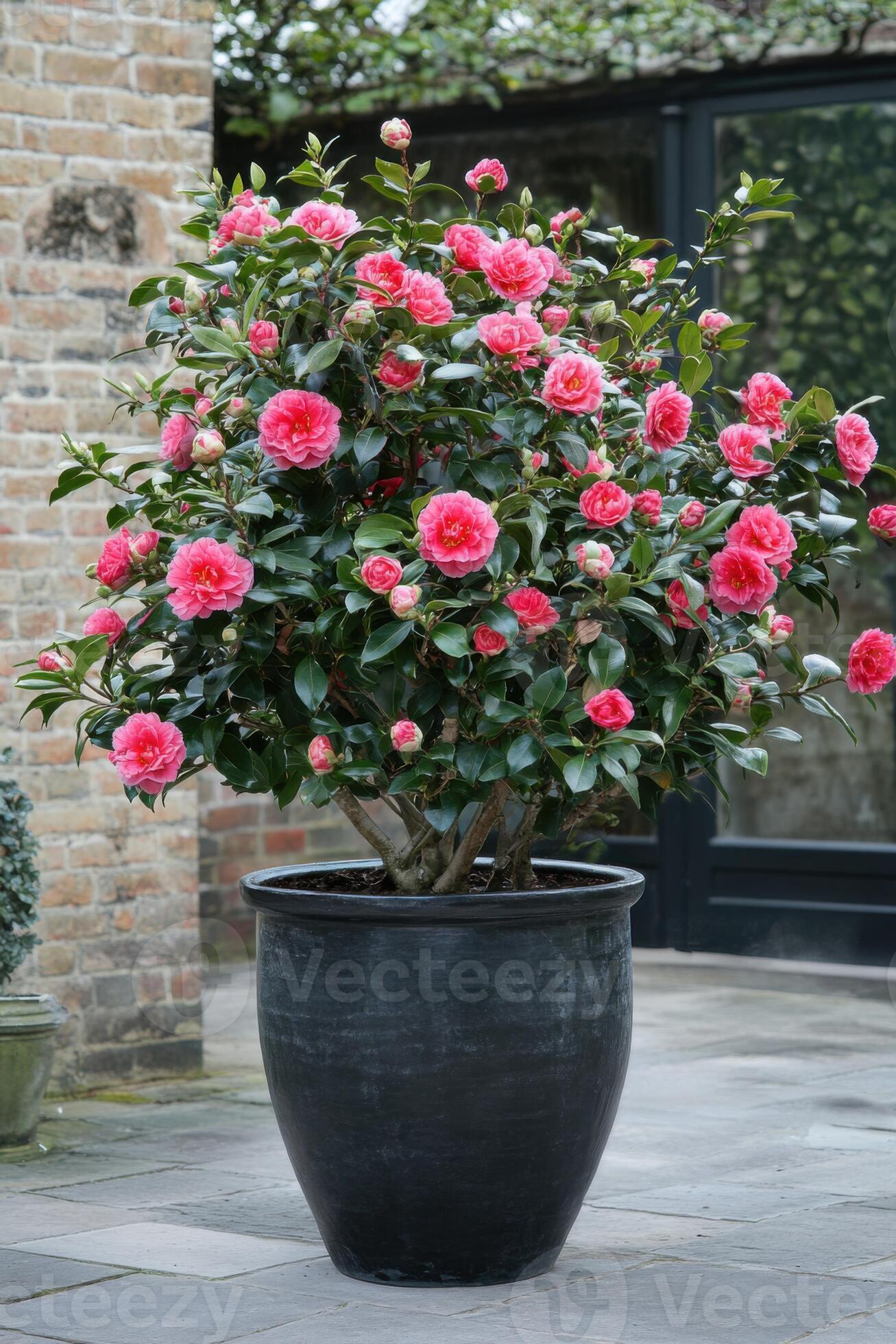 Camellia Duble Petal Pink Colour Flowers Live Plant Perfect For Your Balcony And Home Garden 1 Healthy Live Flowers Plant