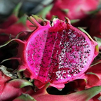Thailand Variety Red Dragon Fruit Hybrid Plant