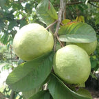 Thai Guava/ Amrud Hybrid Fruit Air Learning Grafted Plant (pack Of- 1)