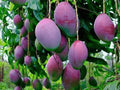 Purple Miyazaki Mango Hybrid Grafted Plant (pack Of - 1)