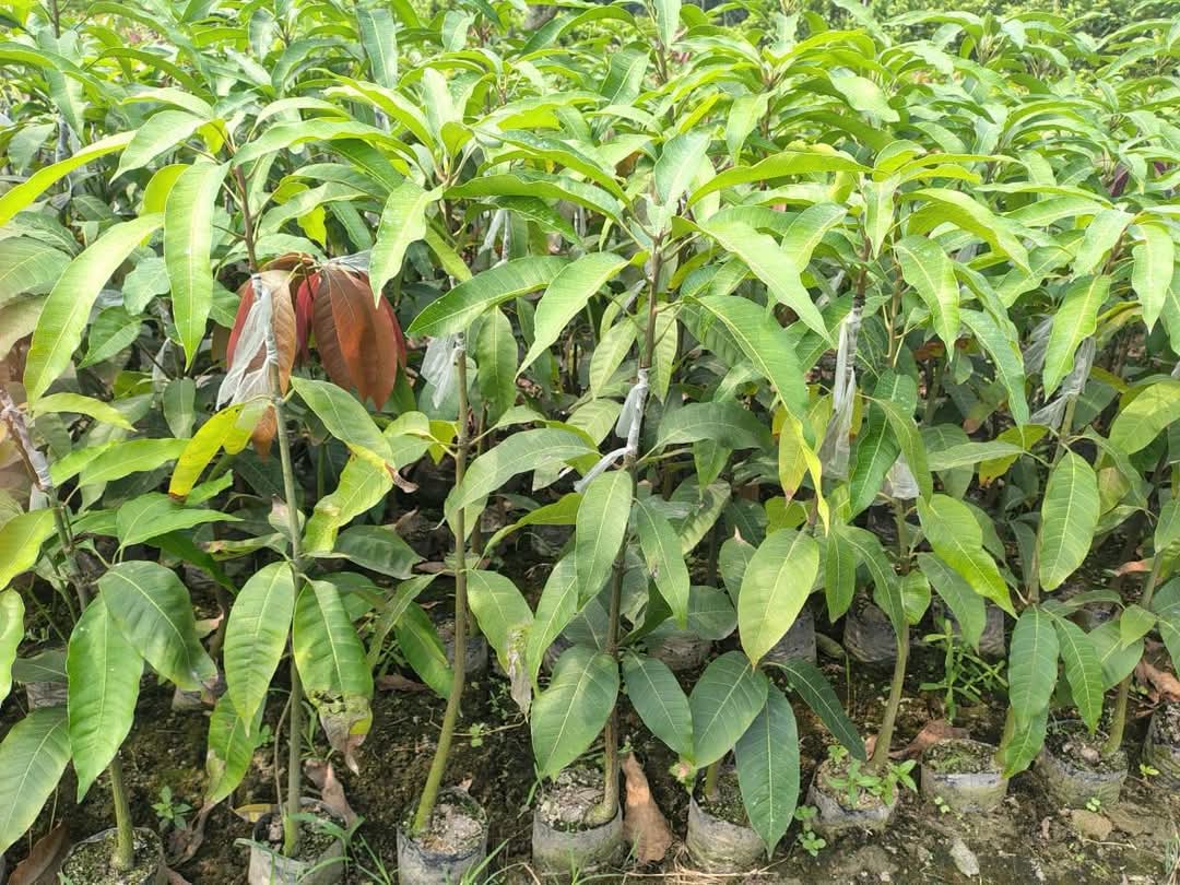 Purple Miyazaki Mango Hybrid Grafted Plant (pack Of - 1)