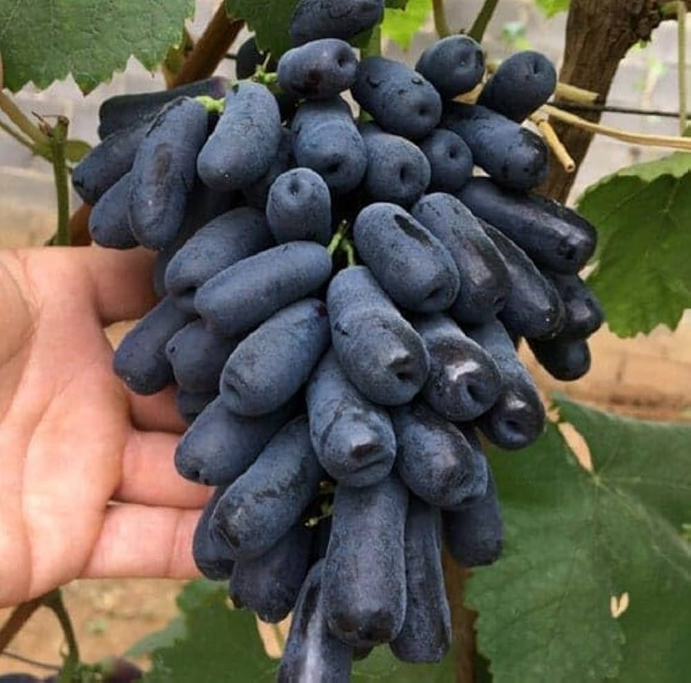 Australian Sweet Finger Grapes Hybrid Fruit Plant (pack Of - 1)