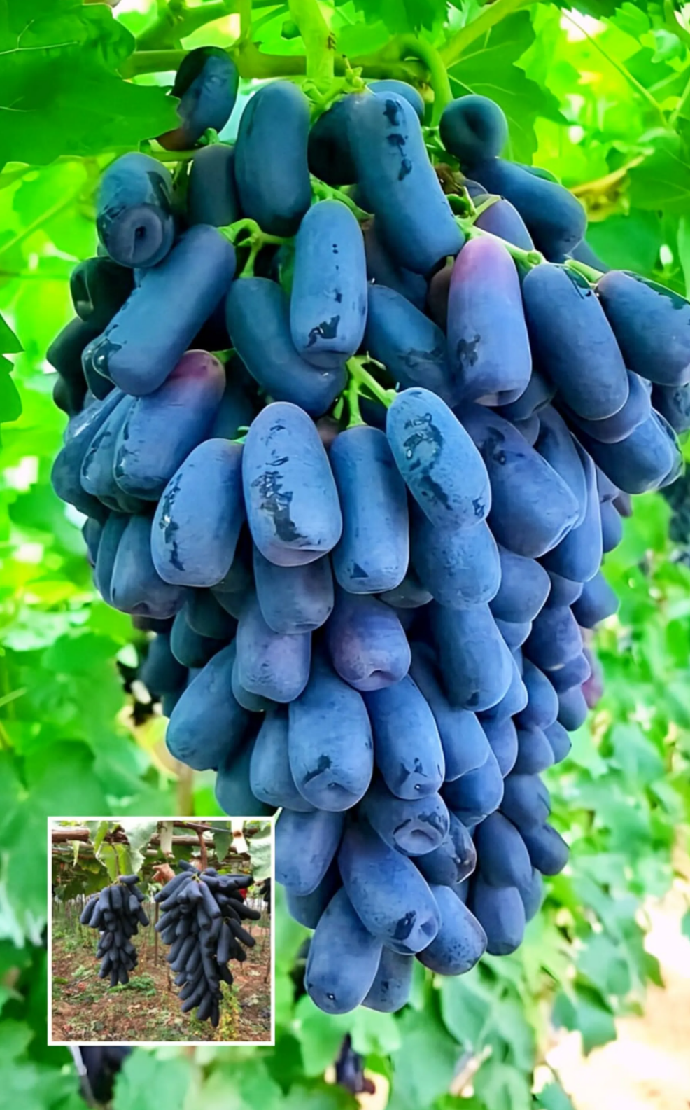 Australian Sweet Finger Grapes Hybrid Fruit Plant (pack Of - 1)