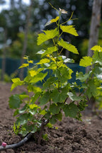 Australian Sweet Finger Grapes Hybrid Fruit Plant (pack Of - 1)