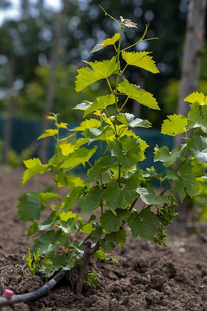 Australian Sweet Finger Grapes Hybrid Fruit Plant (pack Of - 1)