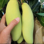 Thai Long Banana Mango Grafted Plant