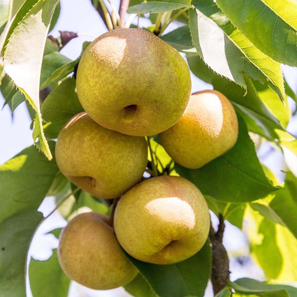 Pear, Naspati Hybrid Fruit Grafted Plant