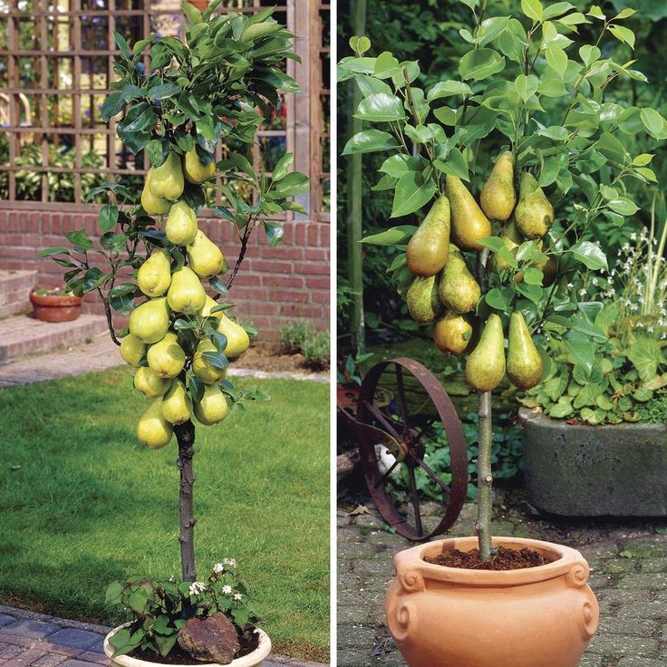 Pear, Naspati Hybrid Fruit Grafted Plant